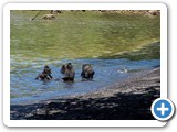M.nigra - juveniles playing in shallow water