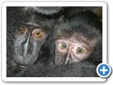 M.nigra - two juveniles