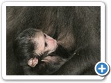 M.nigra - newborn drinking at the mother's breast