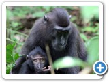 M.nigra - mother with infant