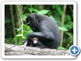 M.nigra - mother is grooming her infant