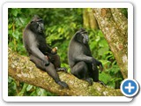 M.nigra - two males