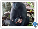 M.nigra - mother with infant