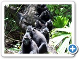 M.nigra - group is relaxing in the sun